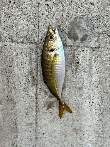 金沢水際線緑地（福浦岸壁）