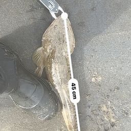 マゴチ