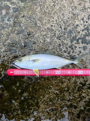 フクラギの釣果