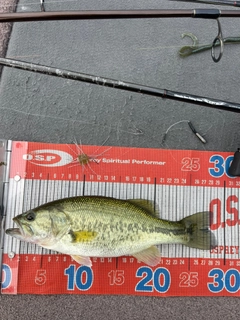 ラージマウスバスの釣果
