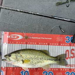 ラージマウスバス