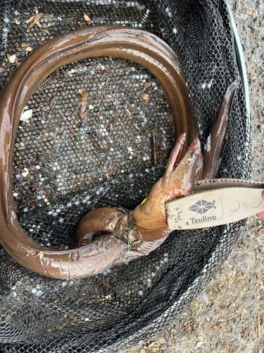 ウツボの釣果