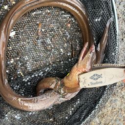 ウツボ