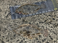 ヒラメの釣果