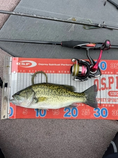 ラージマウスバスの釣果
