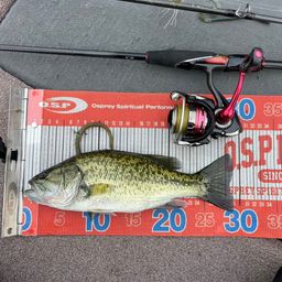 ラージマウスバス