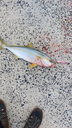 ヒラマサの釣果