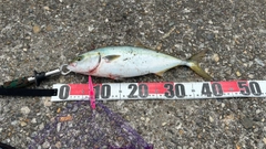 ハマチの釣果