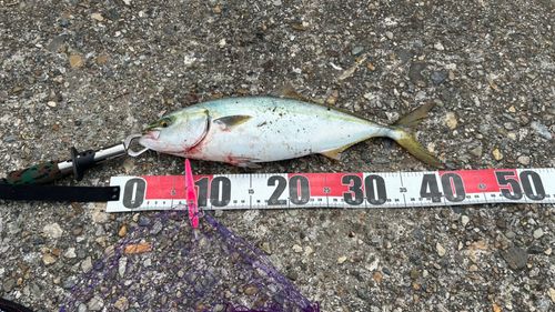 ハマチの釣果
