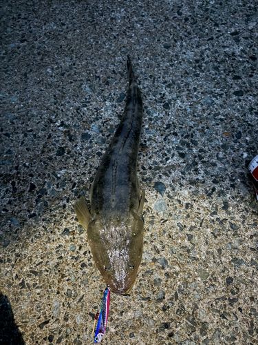 マゴチの釣果
