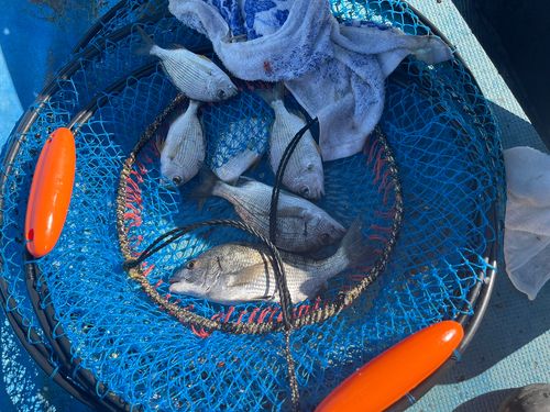 クロダイの釣果