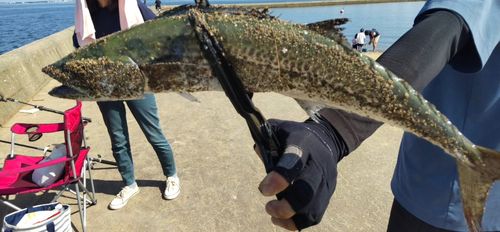サゴシの釣果