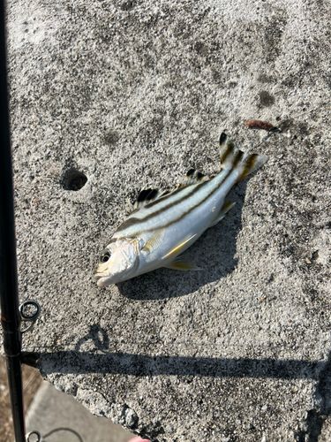 釣果