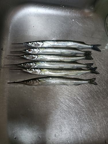 サヨリの釣果