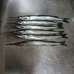 サヨリ