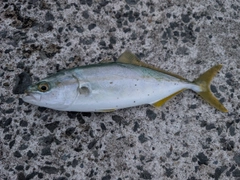イナダの釣果