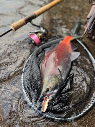 ヒメマスの釣果
