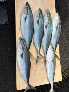 ワラサの釣果