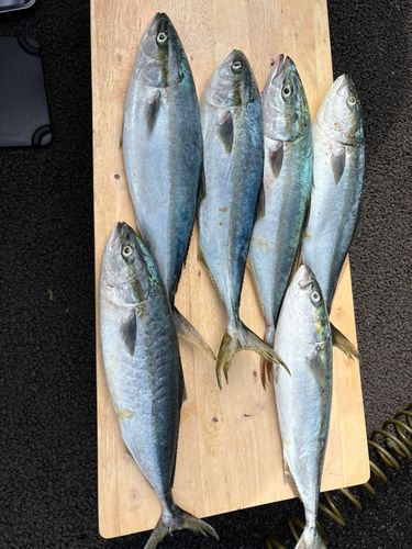 ワラサの釣果