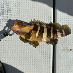 アオハタ