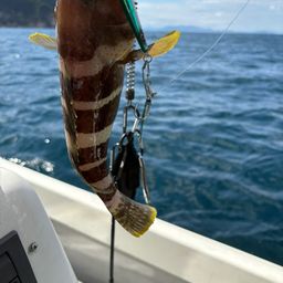 アオハタ