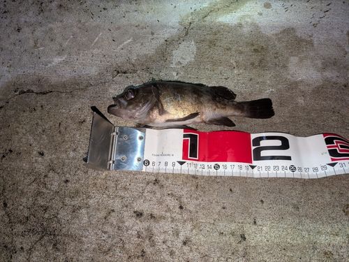 クロメバルの釣果