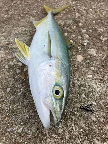 コゾクラの釣果