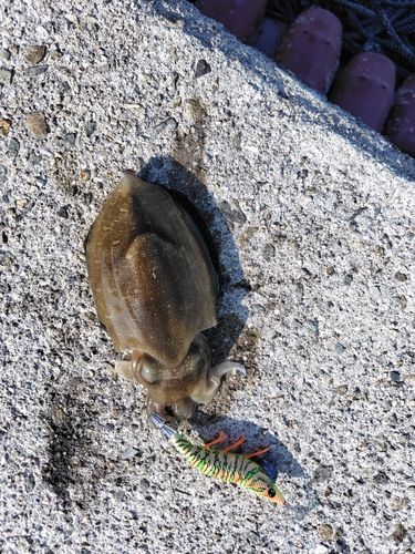 コウイカの釣果