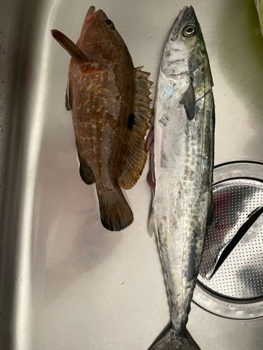 サゴシの釣果
