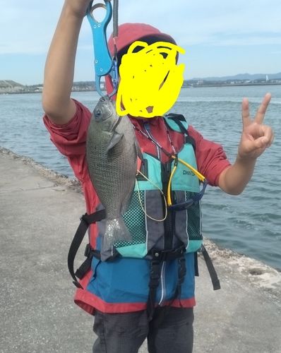 グレの釣果