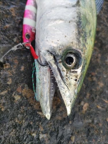 サゴシの釣果