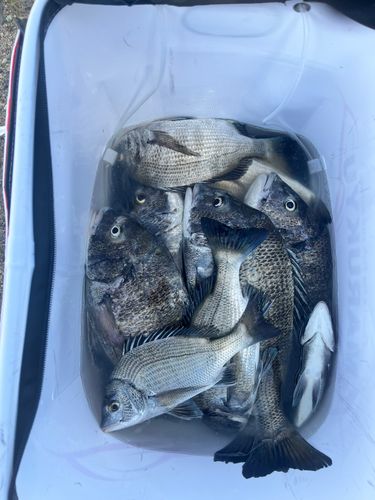チヌの釣果