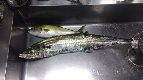 サワラの釣果