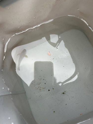 マハゼの釣果