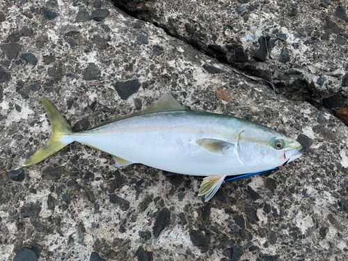 イナダの釣果