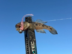 ウロハゼの釣果
