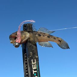 ウロハゼ