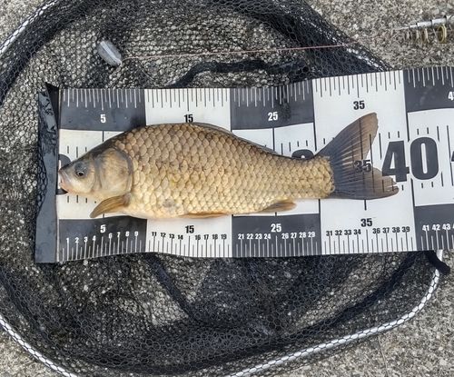 フナの釣果
