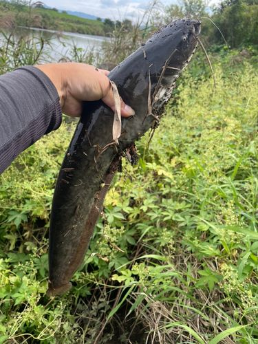 ナマズの釣果