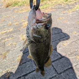 ブラックバス