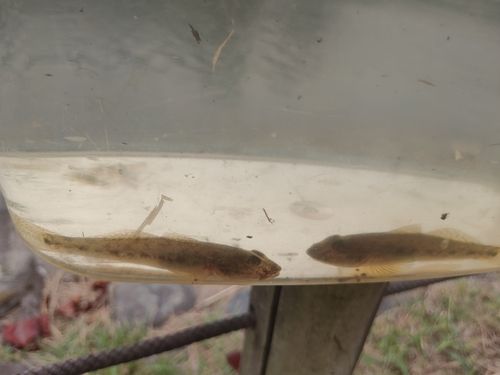 ハゼの釣果
