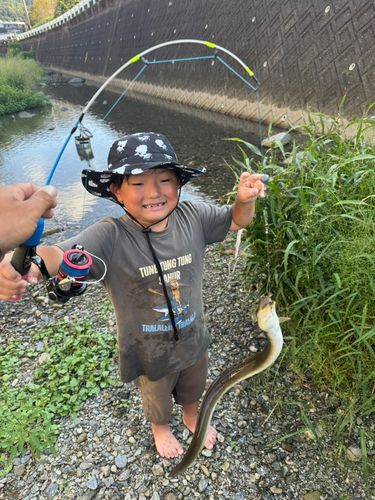 ウナギの釣果