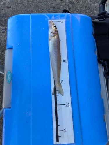 ベラの釣果