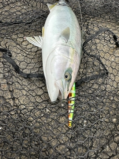 イナダの釣果