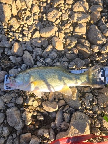 ラージマウスバスの釣果