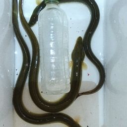 ウナギ