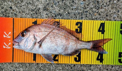 マダイの釣果