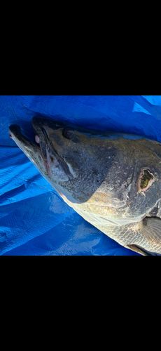 アカメの釣果