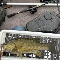 スモールマウスバス