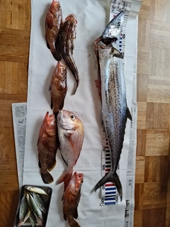 サワラの釣果